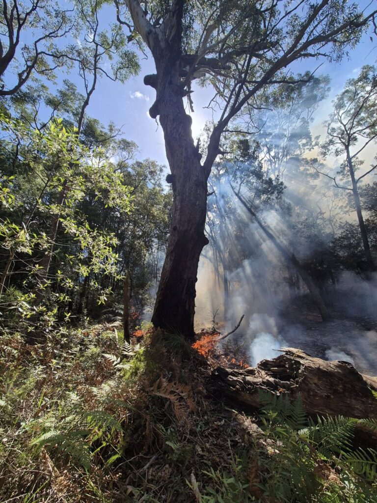 cultural, cool and ecological burning services at bindelong aboriginal corporation
